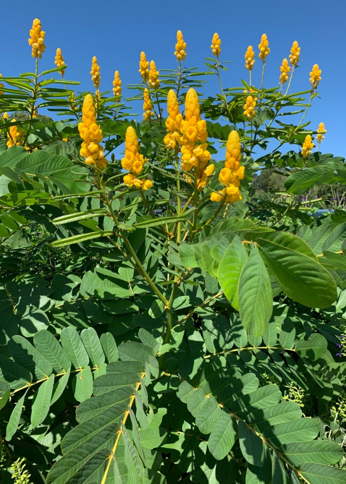 Candle Bush, King of the Jungle (Senna alata, Cassia alata)