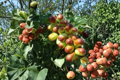 15 Unrooted Sherwood Jujube Cuttings - Chinese Red Date - Ziziphus Jujuba - Ideal for Grafting and Propagation