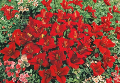 Mixed Daylily Bare Root Plants Set of 5 - Hemerocallis Live Perennial Flowers Already Sprouting for Garden and Landscape