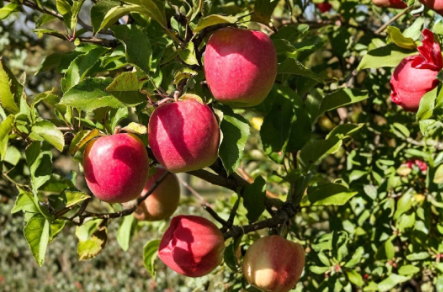 Pink Lady Apple Scionwood 5 Pack Green Scions 8 Inch for Grafting - Malus domestica ‘Pink Lady’