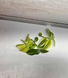 Variegated Fuzzy Sillamontana Cuttings - 3 Unrooted Tradescantia sillamontana for Propagation - Indoor Plant Decor