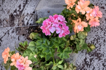 Pink Rosette Ivy Geranium Cutting 6 Inch Live Plant Pelargonium peltatum for Containers and Hanging Baskets