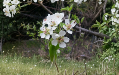 Bartlett Pear Tree Cuttings Set of 12 Unrooted for Rooting or Grafting - Pyrus communis ‘Bartlett’ Fruit Tree