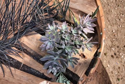 Echeveria Ghost Plant Cuttings - 2 to 4 Inch Unrooted Rosette Succulents for Propagation - Echeveria spp.