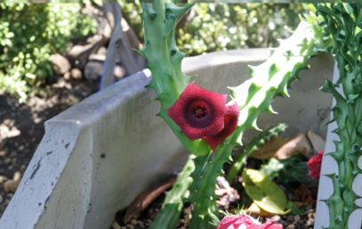 10 Rooted Starfish Cactus Plants, Huernia schneideriana, Live Succulent for Container Growing, Stapelia Type Plant