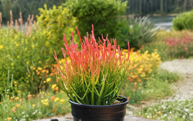 Euphorbia Tirucalli Sticks on Fire Cuttings - 4 Live Unrooted Succulent Cuttings for Propagation - Ornamental Shrub