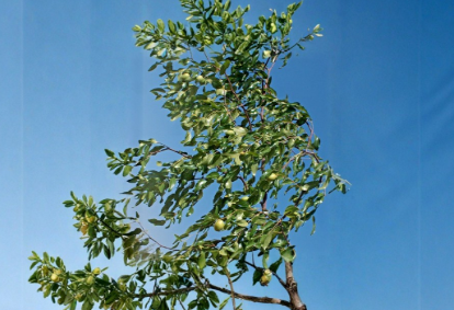 Sherwood Jujube Tree Scion Wood Cuttings 8 Inch Unrooted Budwood for Grafting Ziziphus jujuba ‘Sherwood’
