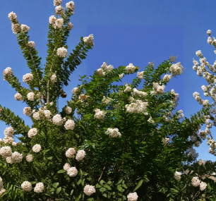 10 Unrooted Cuttings White Natchez Crape Myrtle Lagerstroemia indica × Lagerstroemia fauriei for Propagation