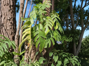 Cebu Blue Pothos Cutting 4 Nodes - Epipremnum Pinnatum Unrooted Tropical Vining Houseplant Starter for Indoor Growing