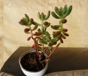 Jelly Bean Succulent Cuttings Set of 5 Unrooted Sedum Pachyphyllum Plants for Propagation and Container Gardening