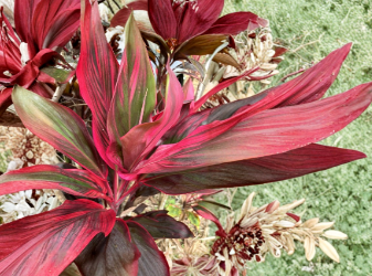 Hawaiian Ti Plant Cuttings 6 Inch Hybrid Green Pink Red 25 Pack Unrooted Cordyline Fruticosa Starter Logs for Propagation