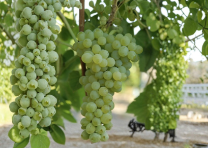 Seedless Grape Vine Cutting 20 Inch Potted Live Plant - Vitis spp. Sweet Climbing Fruit for Gardens and Trellises