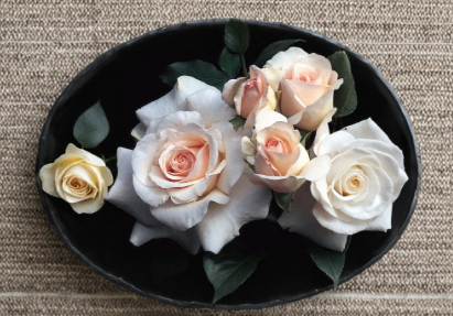 French Lace Rose Cuttings 3 Pack Unrooted Stems for Propagation - Rosa spp. Soft Pink Cream Ornamental Garden Roses