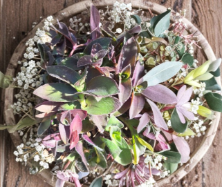 Unrooted Cuttings Set of 10 Purple Queen Tradescantia Pallida - Fuzzy Purple Heart Trailing Houseplant for Propagation