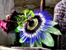Blue Crown Passion Flower Starter Plant - Passiflora caerulea Live Rooted Vine for Garden or Containers