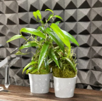 Philodendron Chinchamayense Unrooted Cutting - Tropical Aroid Houseplant - Philodendron chinchamayense - Green Textured Foliage