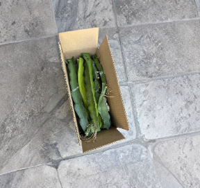 Unrooted Dragon Fruit Cuttings 8-12 Inch Pitaya Cactus Plant for Propagation - Selenicereus spp.