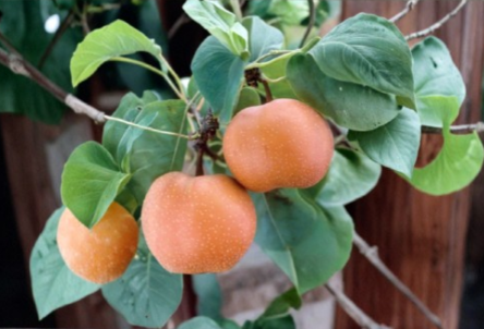 Chojuro Asian Pear Scionwood - 5 Fresh Unrooted Scions for Grafting - Pyrus pyrifolia ‘Chojuro’ - Tree Propagation Supplies