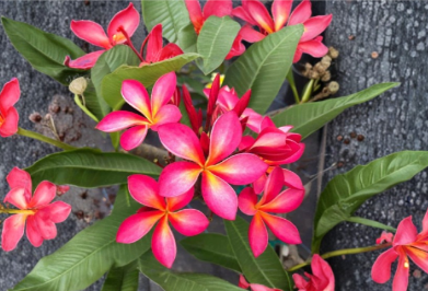 Hawaii Plumeria Cutting Stub 6-8 Inch Pink Yellow Frangipani Tree for Propagation (Plumeria spp.)