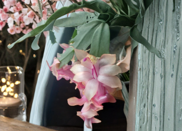 Unrooted Christmas Cactus Cuttings - Schlumbergera Live Segments for Indoor Planting and Propagation