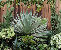 Agave Baby Plants 5 Pieces Caribbean Agave Live Succulent Offsets Agave angustifolia Variegata for Containers