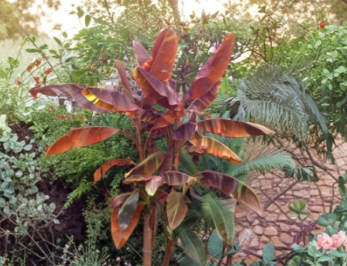 Siam Ruby Ornamental Banana Plant - Small Rooted Starter - Red Variegated Foliage - Musa Siam Ruby - Tropical Foliage Plant