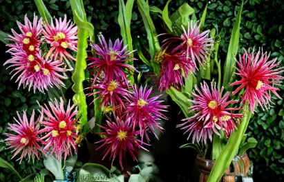 Dragon Fruit Cuttings 8–14 Inch Unrooted Pitaya Cactus for Propagation - Selenicereus spp.