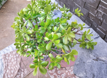 Unrooted Succulent Cuttings Lot of 15 Jade Plant Cuttings Crassula Ovata for Propagation and Indoor Growing