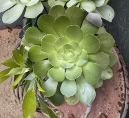 Aeonium Arboreum Succulent Cuttings Set of 3 Large Rosettes Unrooted - Propagation Plants for Container Gardening