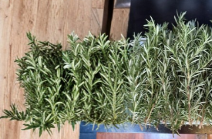 10 Fresh Rosemary Cuttings for Planting - Unrooted Herb Stems - Salvia Rosmarinus - Perfect for Home Gardening and Propagation