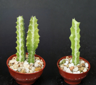 Euphorbia Lactea Dragon Bone Cactus Live Succulent Plant 4 Inch Pot Candelabra Elkhorn Plant - Indoor Outdoor Container