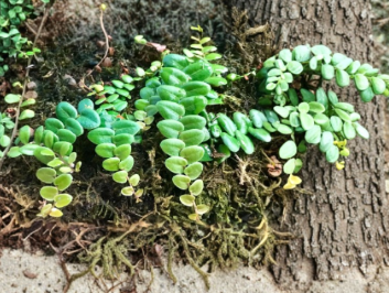 Marcgravia Umbellata Shingling Vine - Tropical Climbing Plant for Terrarium, Vivarium, or Houseplant - Live Plant