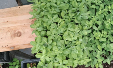 4 Young Sedum Neon Live Plants - Hardy Perennial Succulent Groundcover for Gardens, Rock Gardens, Hylotelephium spectabile ‘Neon’