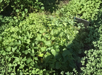 15 Okinawa Purple Sweet Potato Slips - Unrooted Cuttings for Growing Purple Flesh Sweet Potato Plants (Ipomoea batatas)