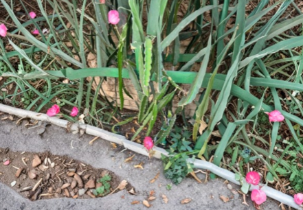 Dragon Fruit Cuttings - 3 Live Unrooted Pitaya Cuttings - Red & White Varieties - Hylocereus spp. for Planting or Grafting