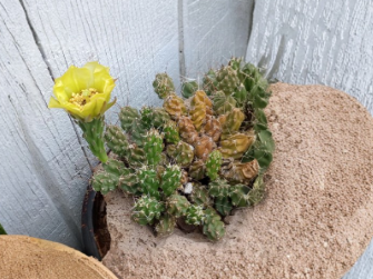 Grusonia Bulbispina Cactus Cuttings 4 Pack - Rare Mat Forming Desert Cactus, Unrooted, Durango & Zacatecas, Mexico