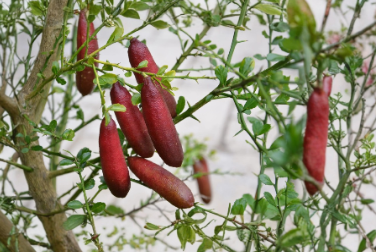 Australian Red Finger Lime Cuttings Set of 5 for Propagation - Citrus Australasica Unrooted Cuttings for Gardening and Grafting