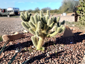 Teddy Bear Cholla Cuttings 2 Pack Unrooted Cactus for Propagation Cylindropuntia bigelovii Ornamental Desert Plant