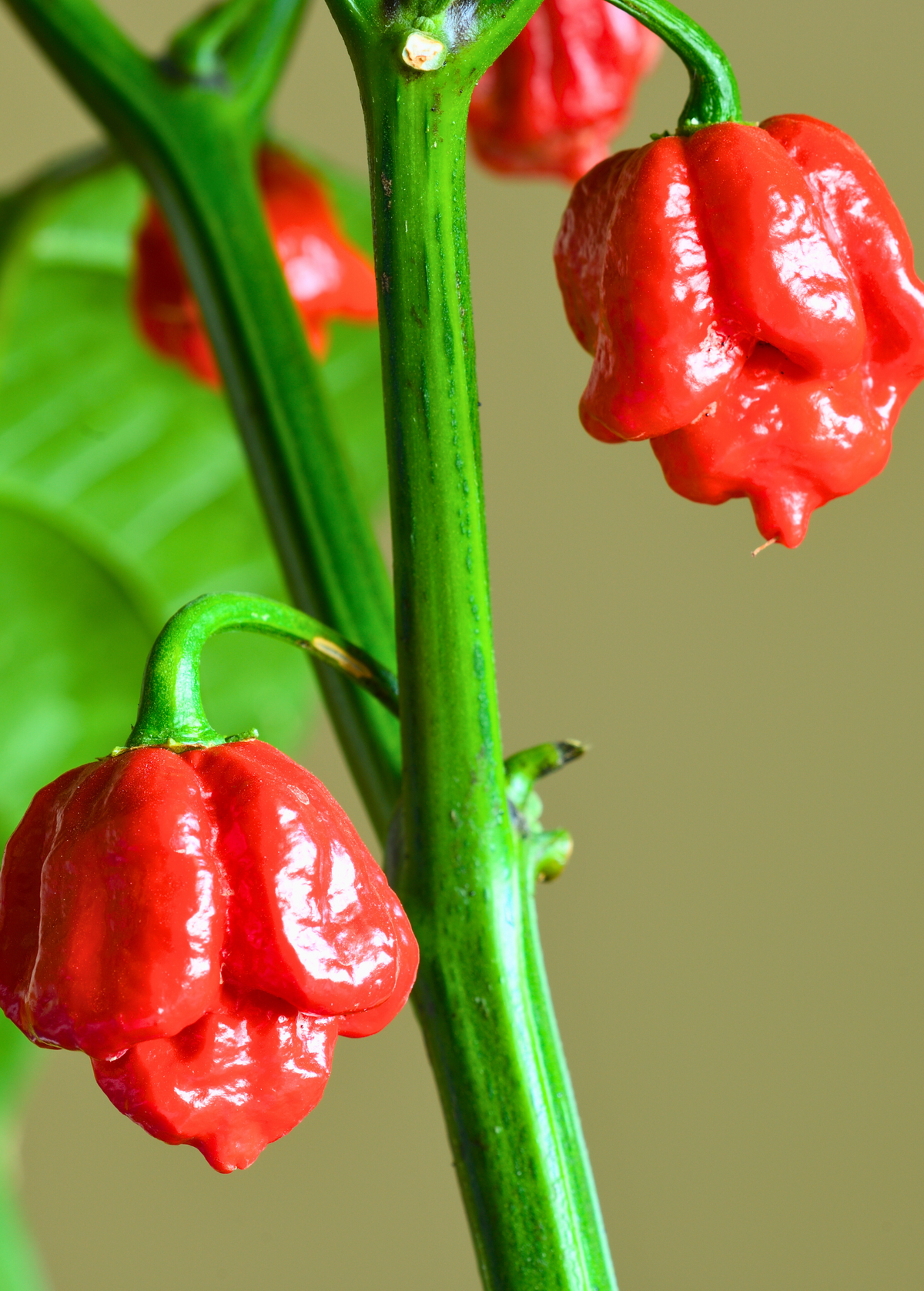 Carolina Reaper (Capsicum chinense)