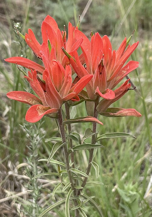 500 Castilleja integra Seeds | Orange Paintbrush | Native Perennial Wildflower | Non-GMO, Drought-Tolerant, Pollinator-Friendly