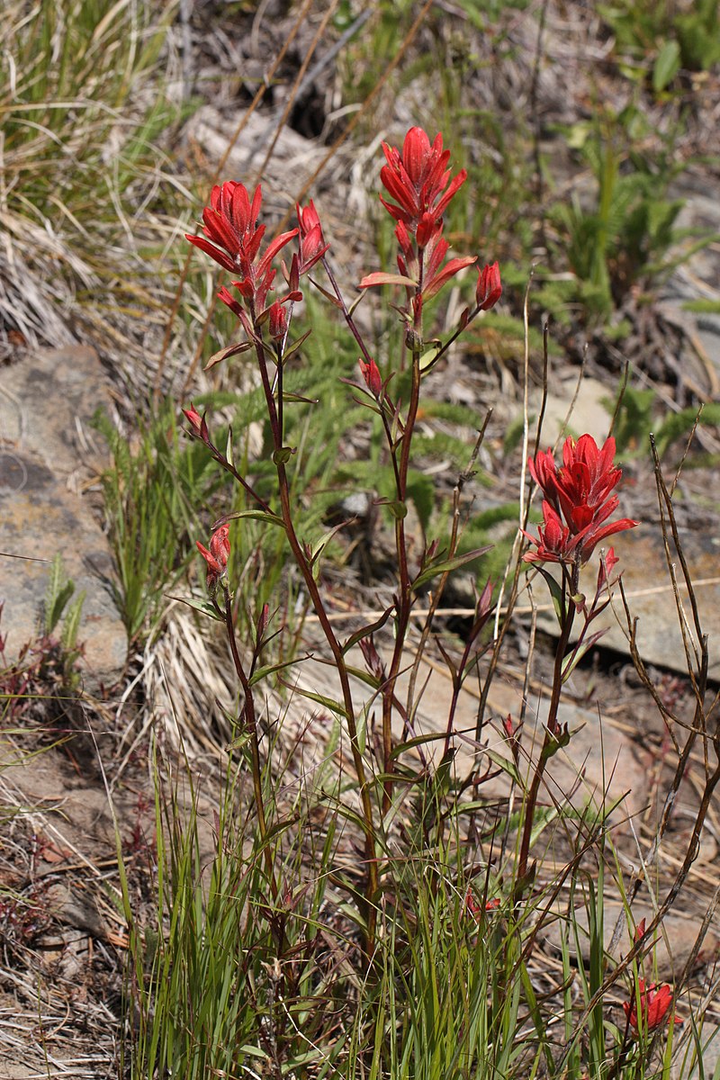 500 Castilleja miniata Seeds | Giant Red Indian Paintbrush | Native Wildflower for Pollinators & Meadow Gardens