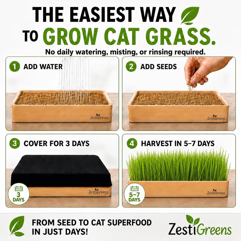 Self Watering Cat Grass Kit. The Easiest Way to Grow Cat Grass.