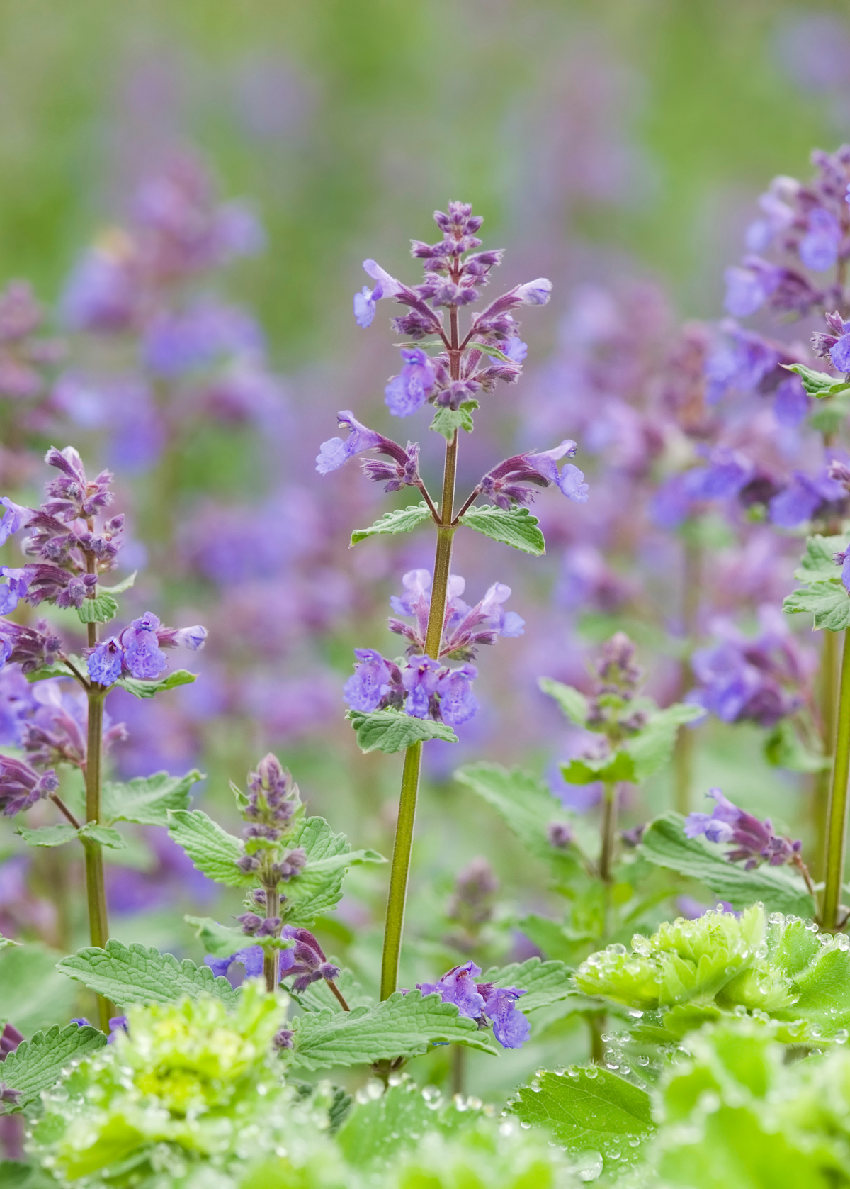 Catnip (Nepeta cataria)
