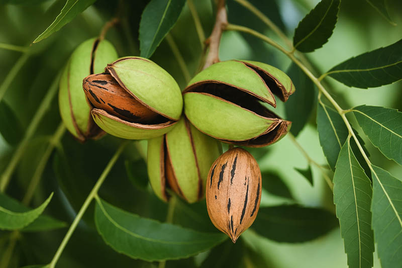 Southern Pecan Tree Cuttings - 5 Fresh Hardwood Cuttings for Grafting or Rooting, Carya illinoinensis Nut Tree Starter Pack