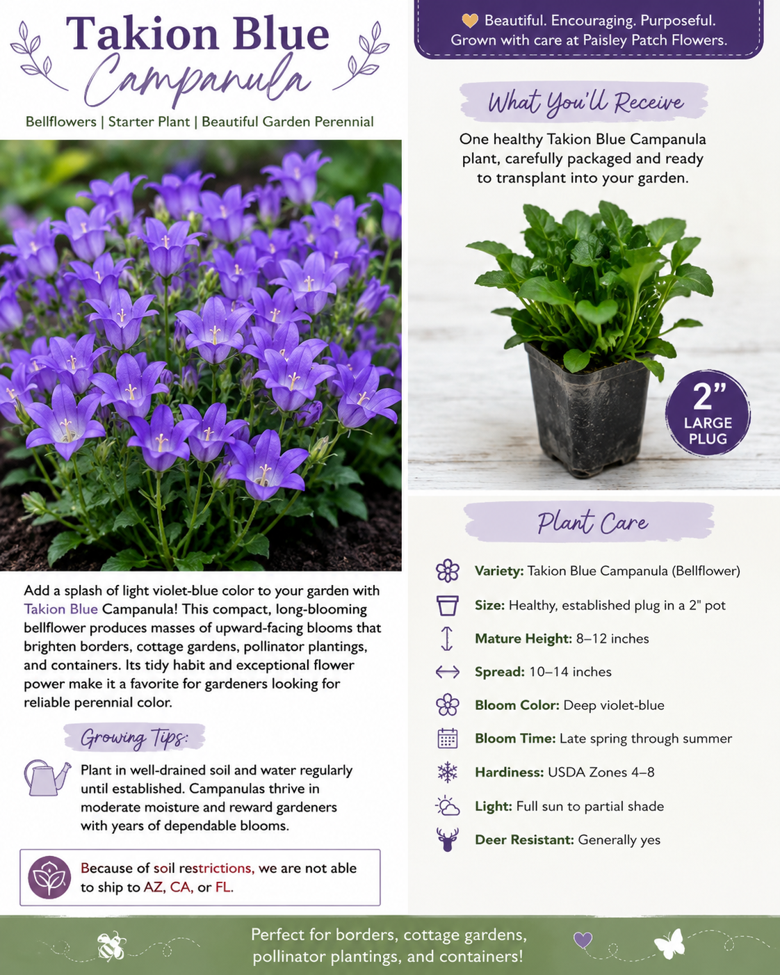 Takion Blue Campanula 1 Live Plant in 2 Inch Pot – Campanula Takion Blue