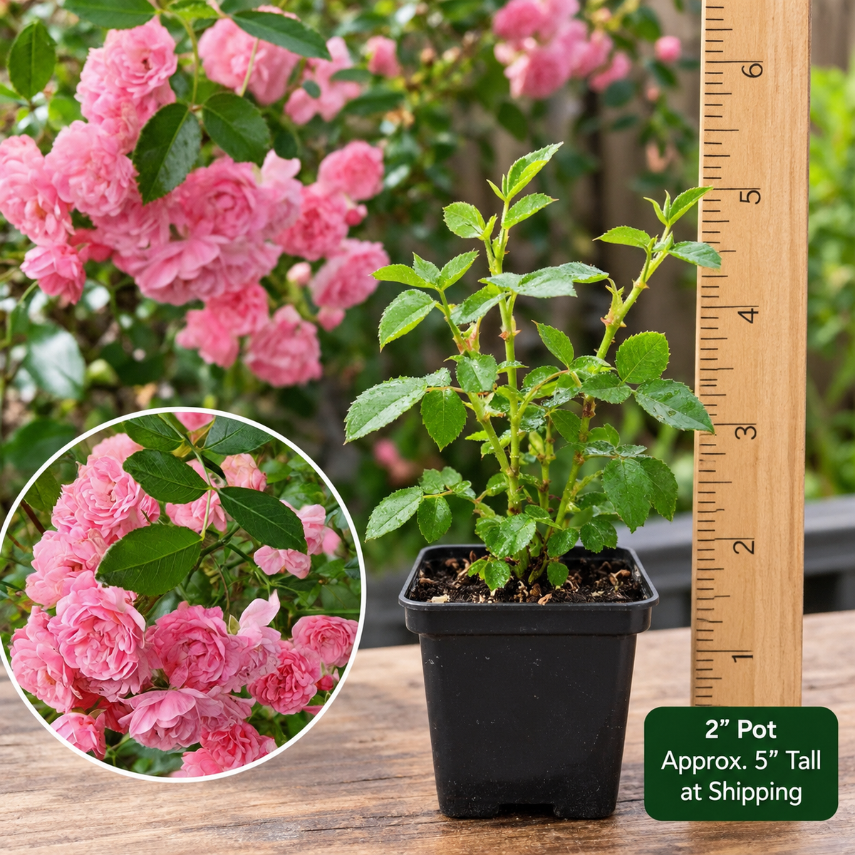 Miniature Pink Rose 1 Live Starter Plant – 2 Inch Pot – Rosa spp.