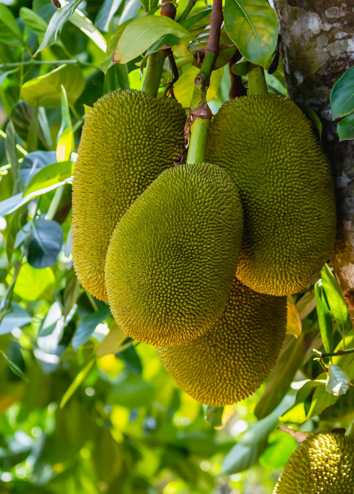 Jackfruit 'Cheena' (Artocarpus heterophyllus x Artocarpus integer)