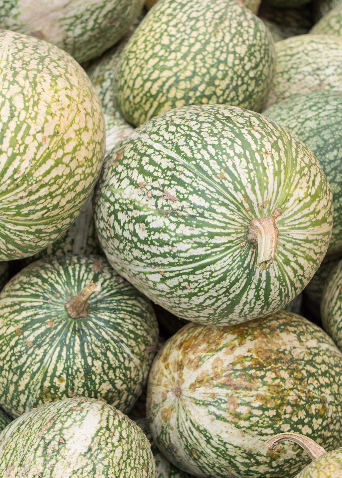 Chilacayote Squash (Cucurbita ficifolia)