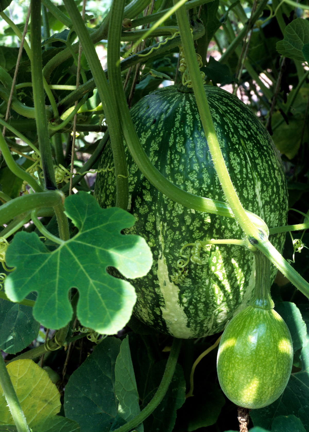 Chilacayote Squash (Cucurbita ficifolia)