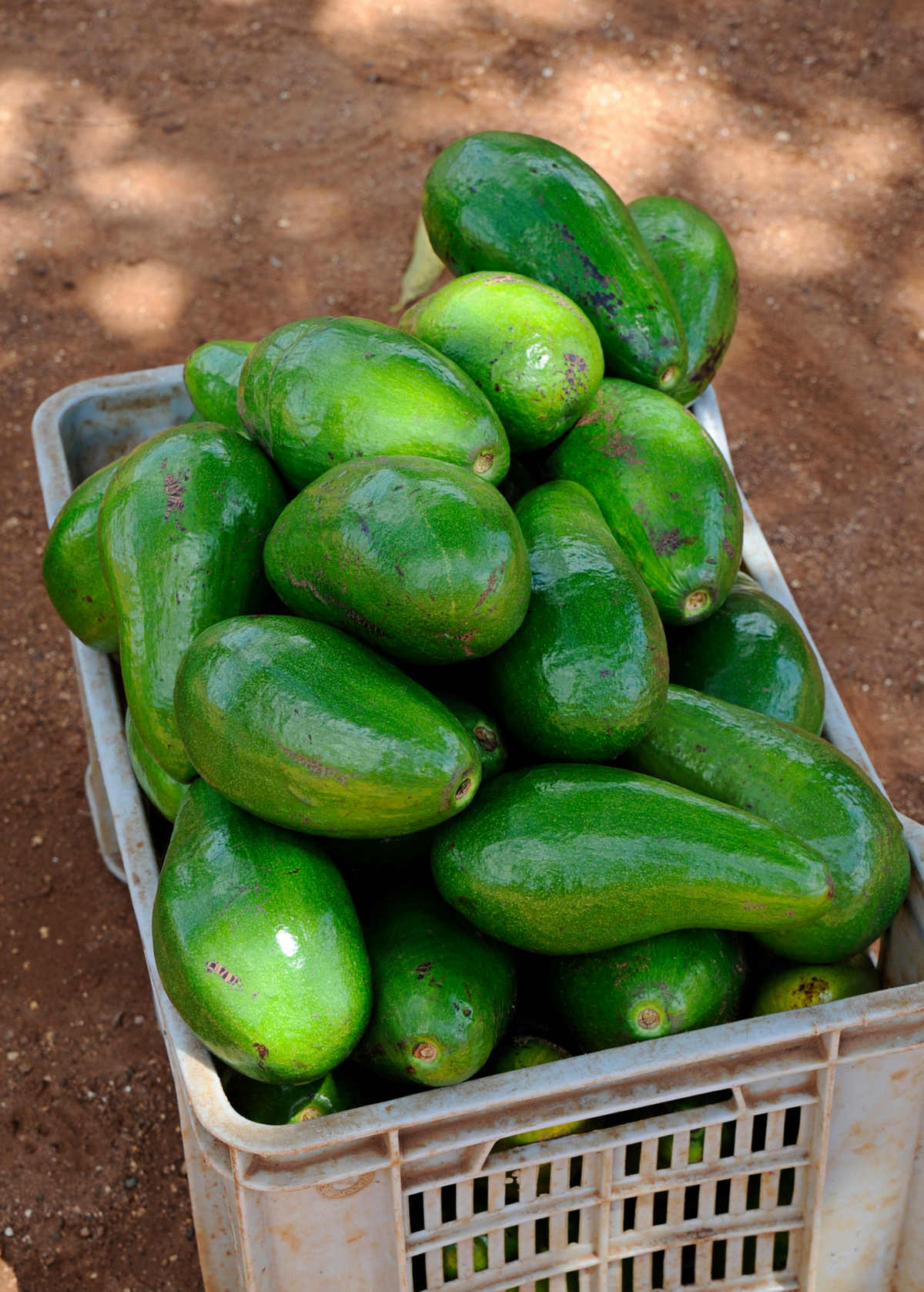 Avocado 'Choquette' (Persia americana)